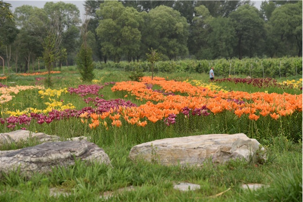 澶忔棩鐙傛鏉ヨ,澶忔棩鐙傛鐩涘