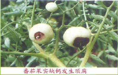 番茄各个生长期缺氮的症状,番茄苗期缺素症图片