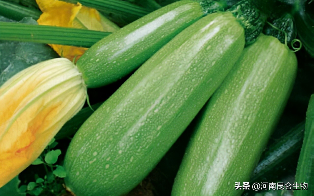 西葫芦老叶发黄怎么救,西葫芦叶子发黄枯萎怎么补救最快