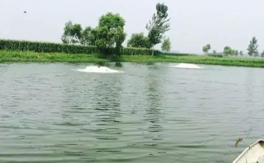 亚盐高处理方法,对虾亚盐超标根本解决办法