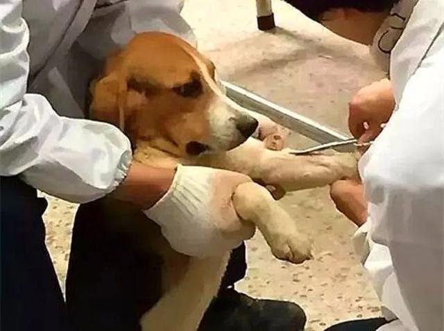 黑色拉布拉多犬为什么不建议养,拉布拉多黑色成年犬领养