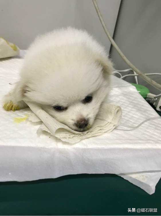 狗狗不爱喝水但是一直尿,狗狗不爱吃饭只有特别饿了才吃