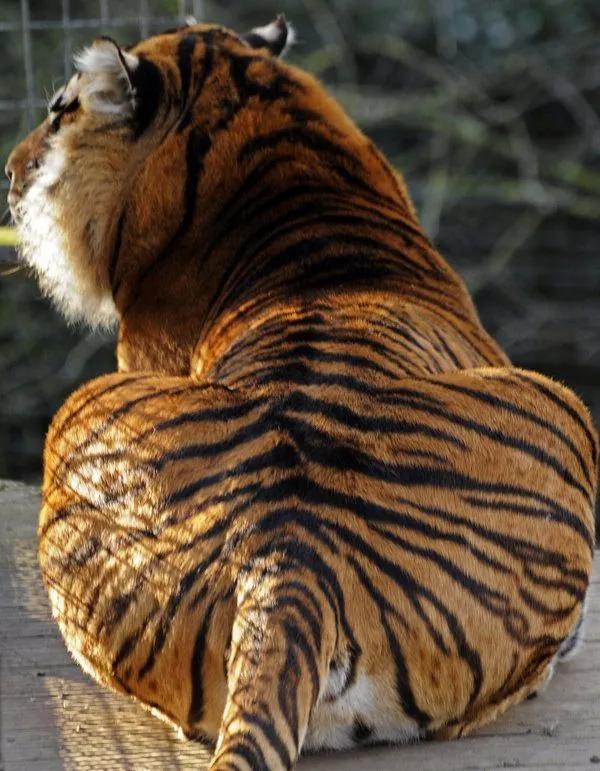 寒冰and烈火,寒冰和烈焰对决