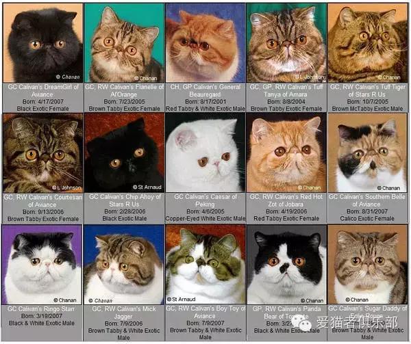 加菲猫的品种怎么分类图片,红虎斑加菲猫和什么花色配