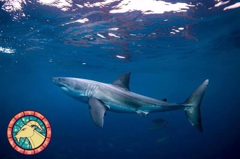 十二星座运势野兽,如何知道自己星座最适合的动物