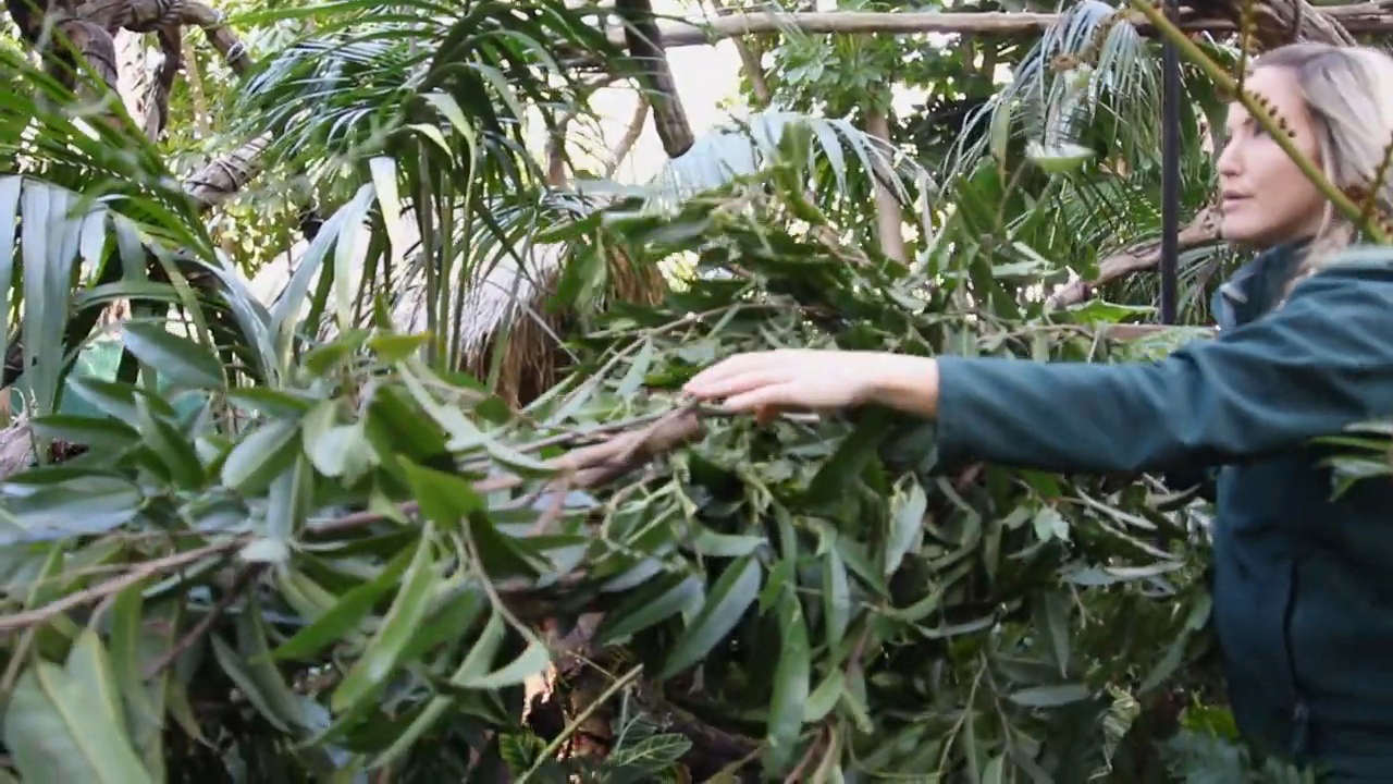 你见过会上树的鸡吗,世界上最萌的袋鼠