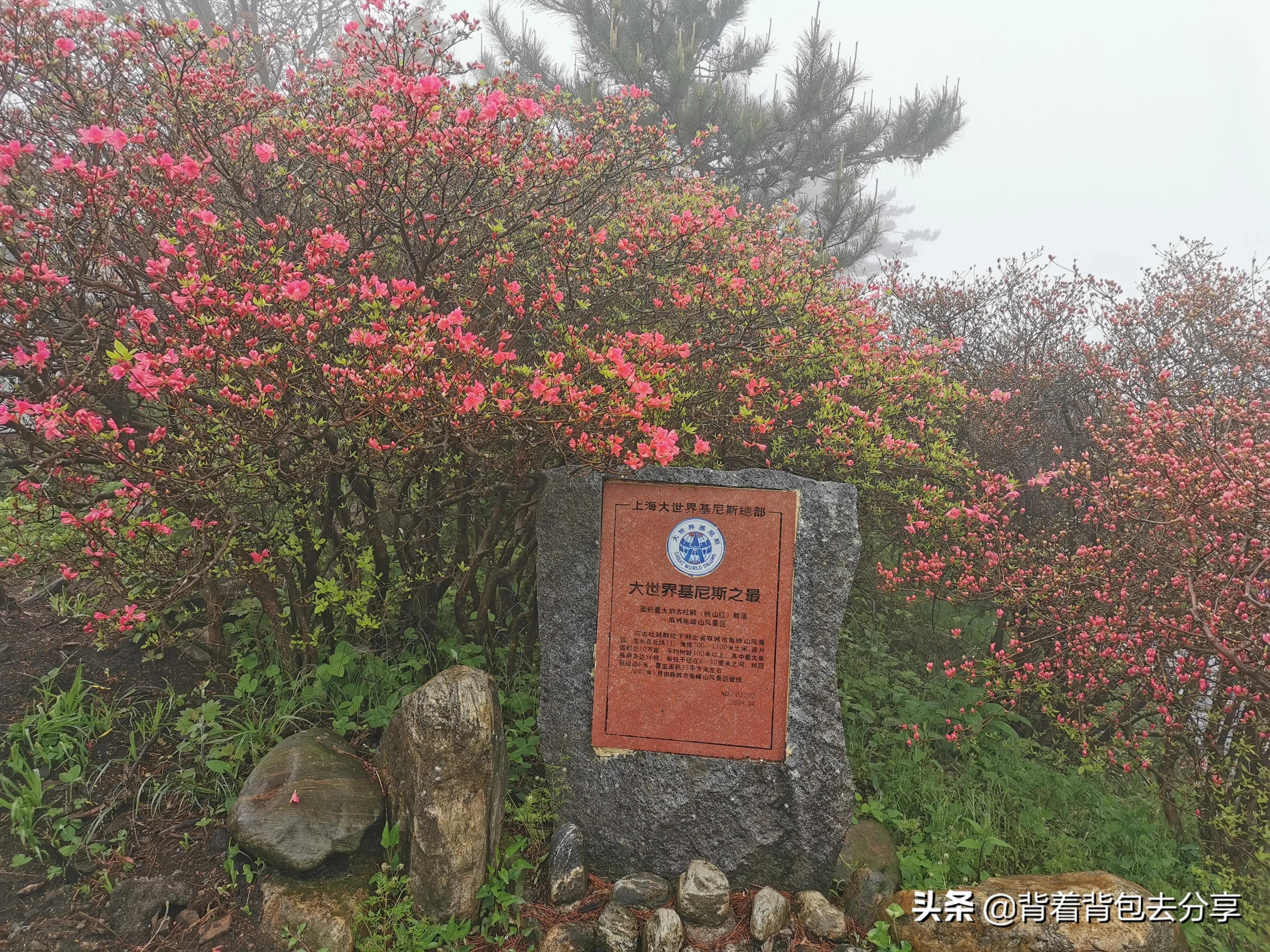 麻城看杜鹃花攻略,去麻城看杜鹃攻略