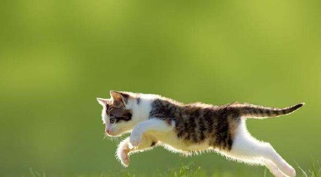 地球历史中最厉害的食肉动物,世界上有什么食肉动物