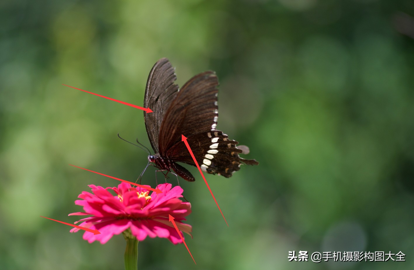 拍蝴蝶最大收获,拍蝴蝶技巧