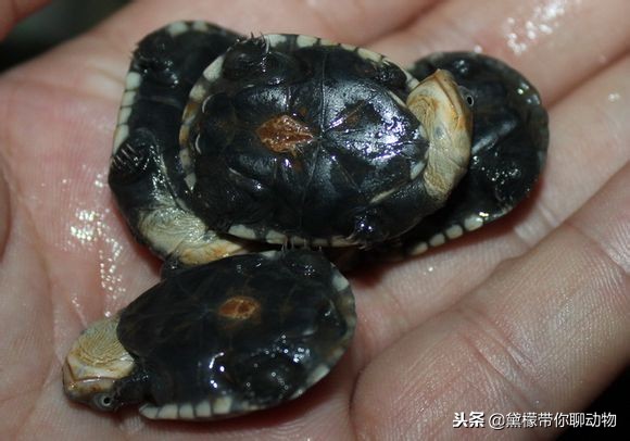 落枕病患者——萌萌的侧颈龟