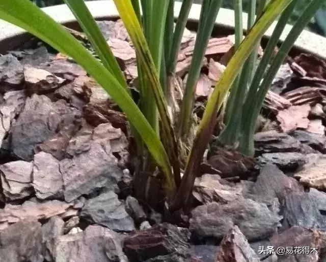 怎样预防兰花得软腐茎腐病,兰花如何预防软腐病和茎腐病