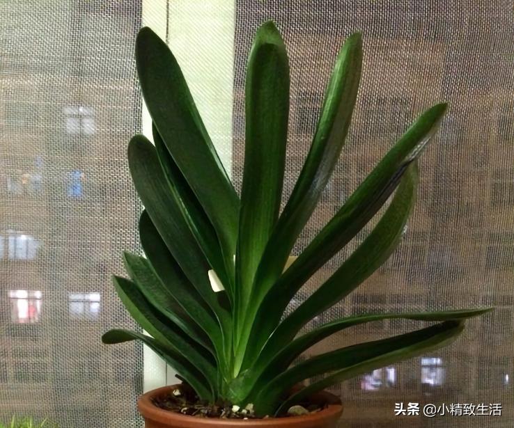 君子兰叶片变红了怎么回事,君子兰叶子出现黄点