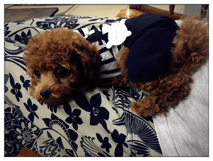 当你的宠物有残疾你会怎么样,宠物生病但是没钱救治怎么办呢