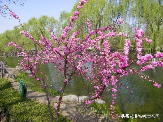 寒假一线老师提前备课，二年级《找春天》，重点赏析文章启萌写作