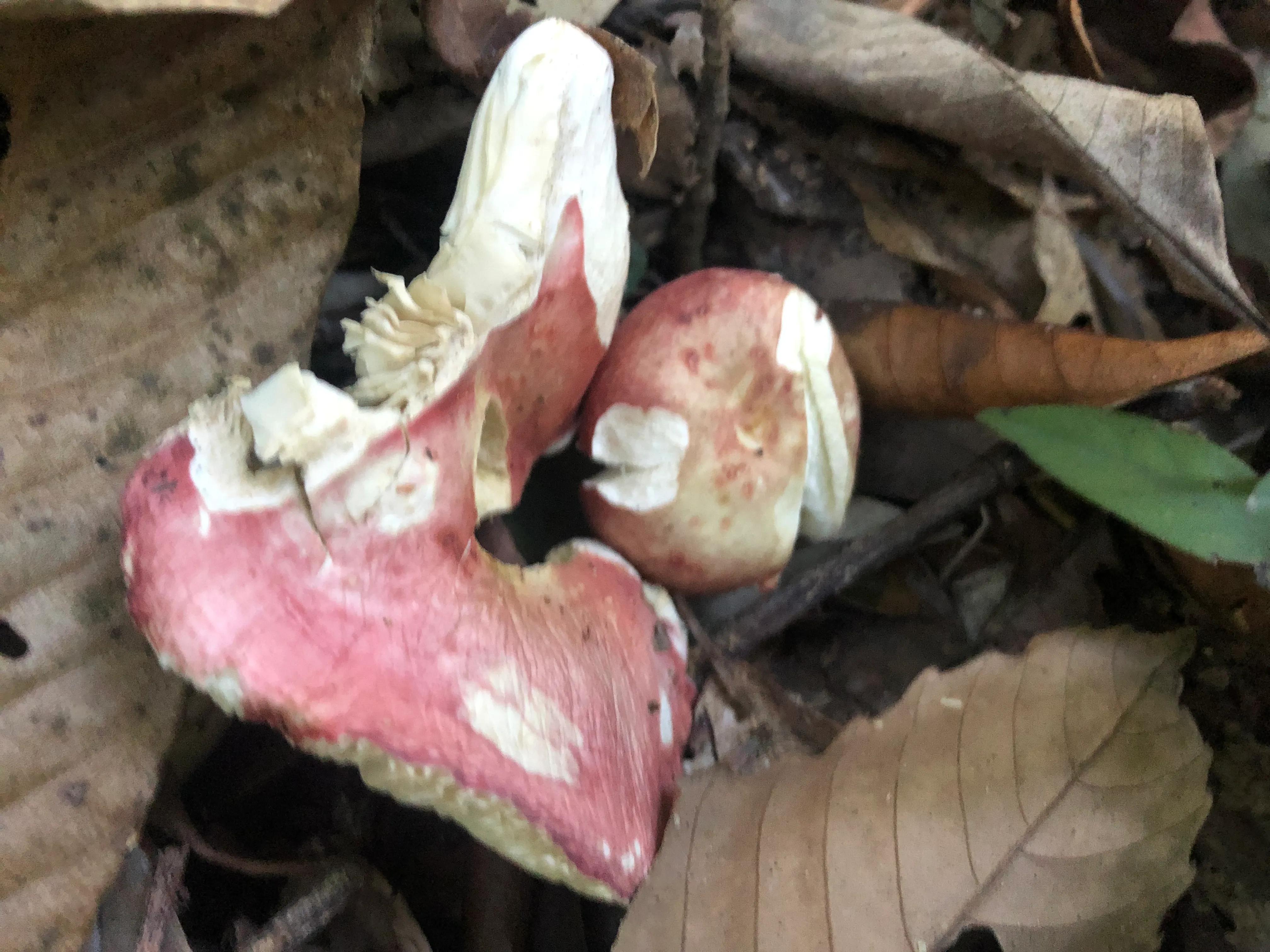 娣卞北鑰佹灄閲庤彍妞嶇墿,鍘诲璁垮北闂寸殑閲庣敓鏈崏妞嶇墿