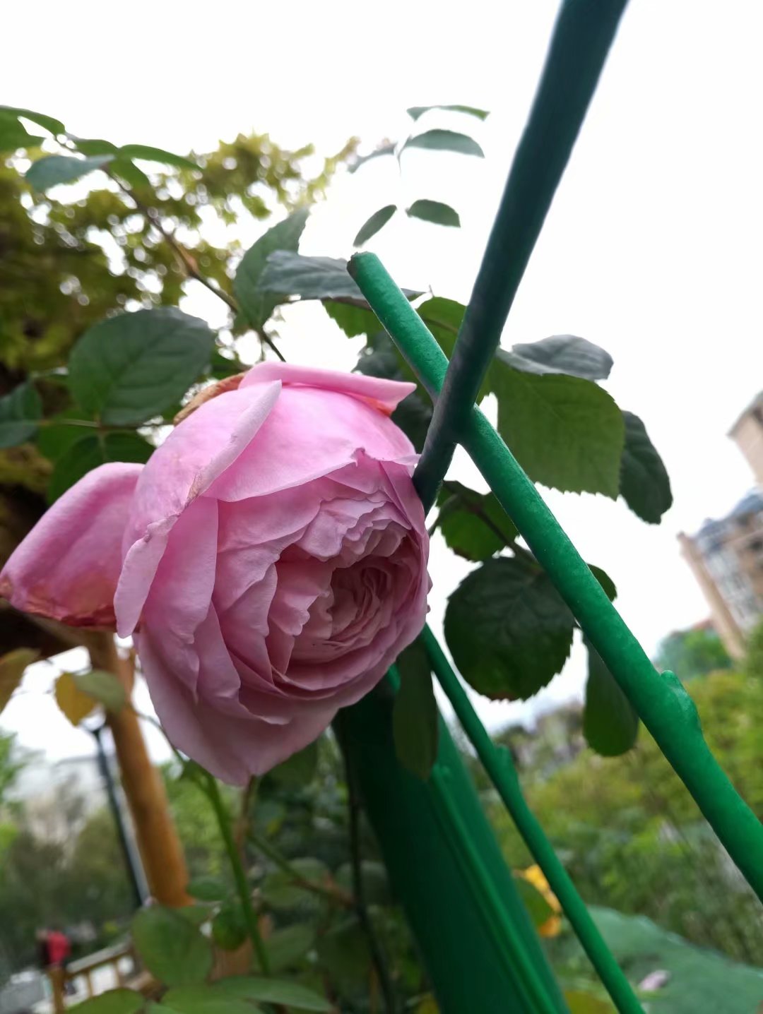 月季有蚜虫怎么处理,月季蚜虫怎么办一招轻松解决
