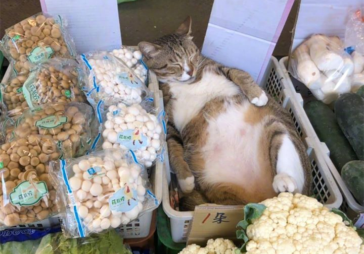 狸花猫50块钱,狸花猫五块钱一只