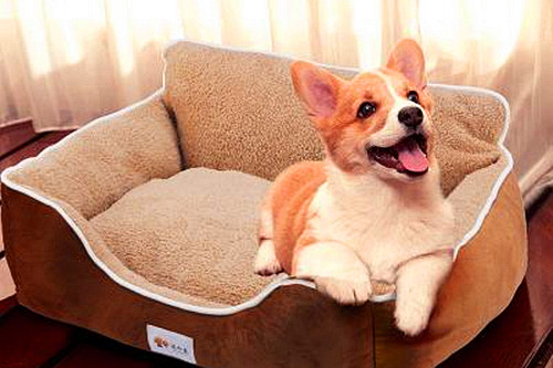 宠物狗柯基的喂养和疾病治疗,幼犬柯基感冒有什么关注事项