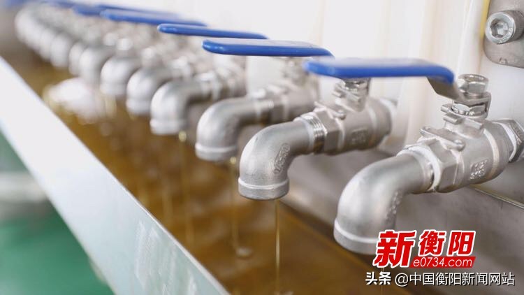 衡阳油茶未来发展,科学技术为油茶产业发展加油