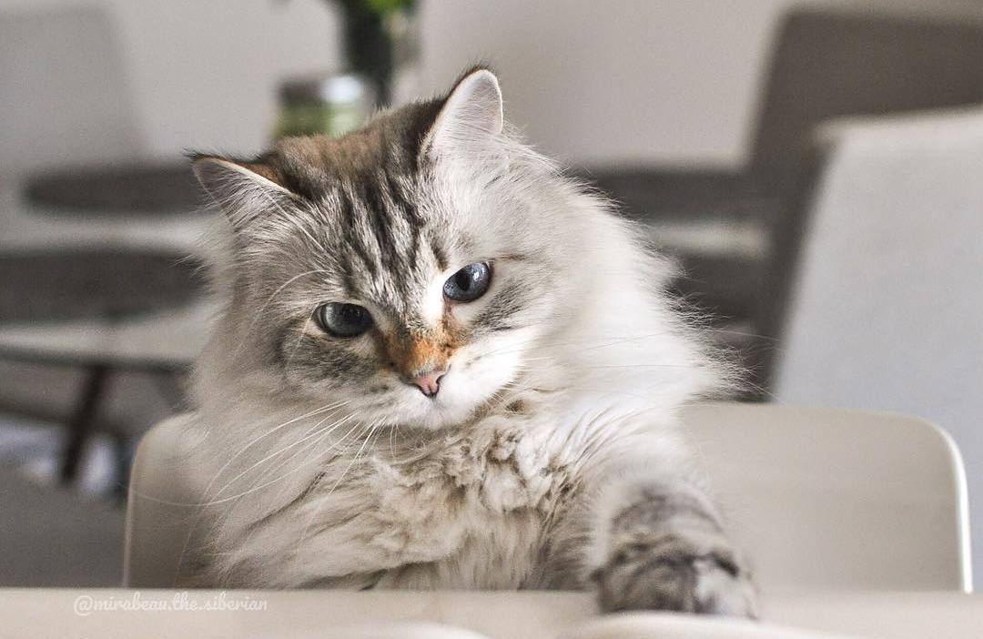 养猫40条常识猫咪生病的症状,猫咪生病有哪些忌口
