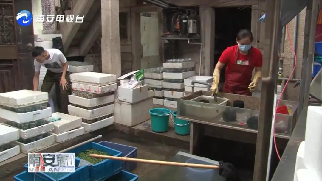 90后小伙的“斗鱼”梦：泰国斗鱼从南安“游”到全国各地！