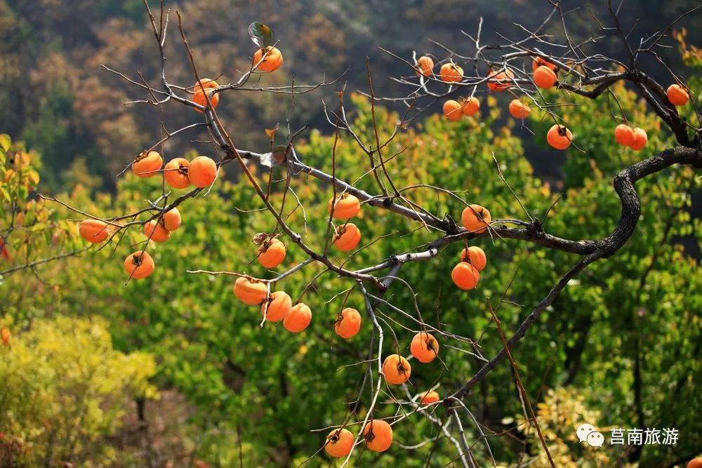 莒南自驾游免费景点大全图片,莒南春季游玩好去处推荐