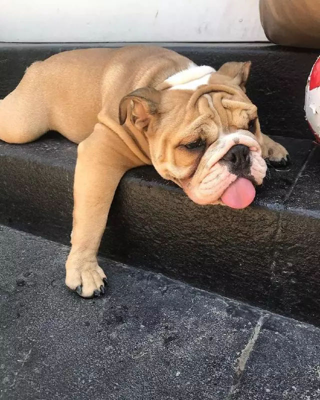 狗狗中暑救活了怎么恢复健康,狗狗中暑解救视频