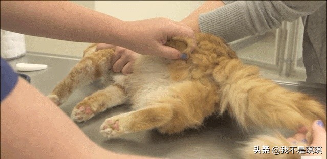 猫这么可爱为什么要删,猫咪割了蛋为什么很活泼