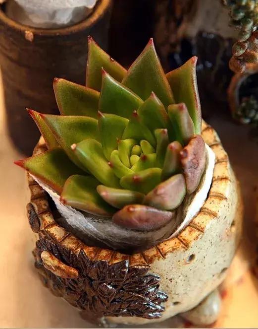 多肉的蚧壳虫怎样彻底消灭,多肉小黑飞和蚧壳虫用什么药