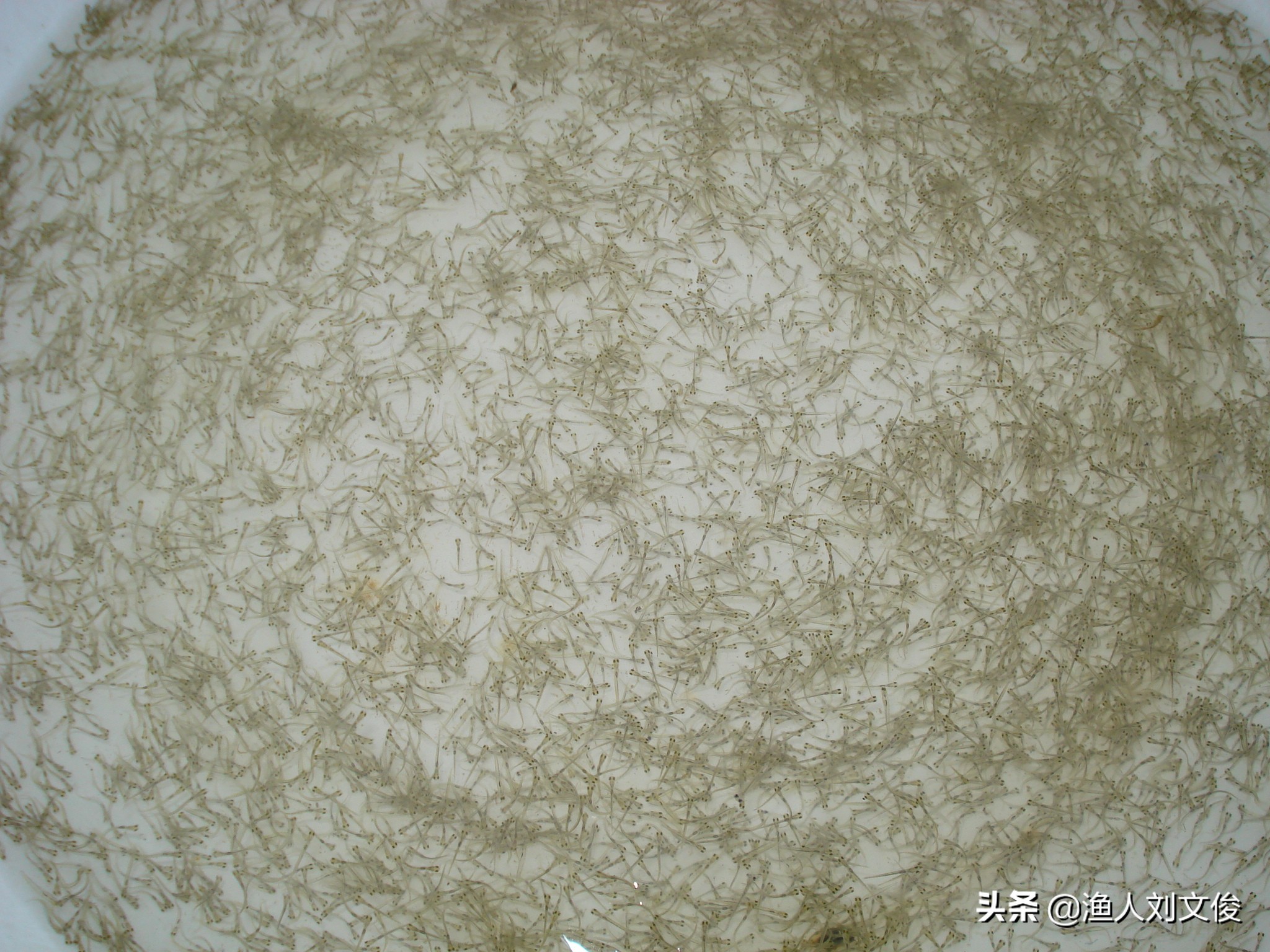 鱼苗气泡病,鱼苗气泡