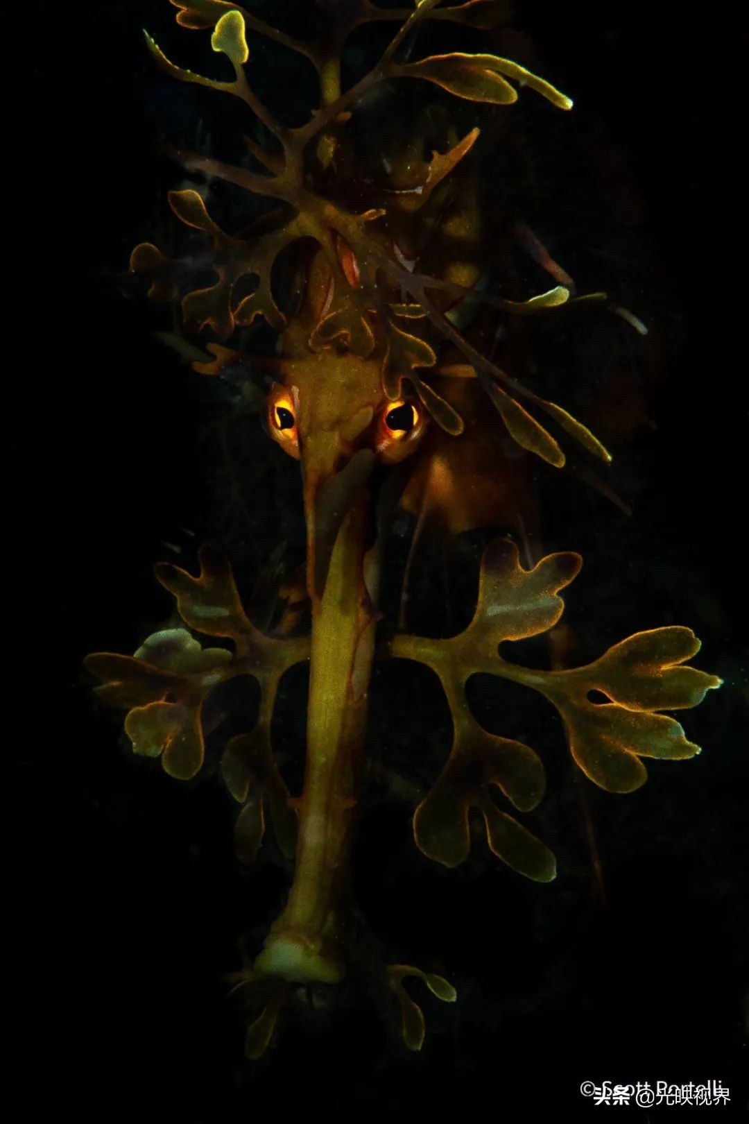 葡萄牙摄影大师获奖自然摄影作品,澳大利亚摄影师经典风景摄影作品