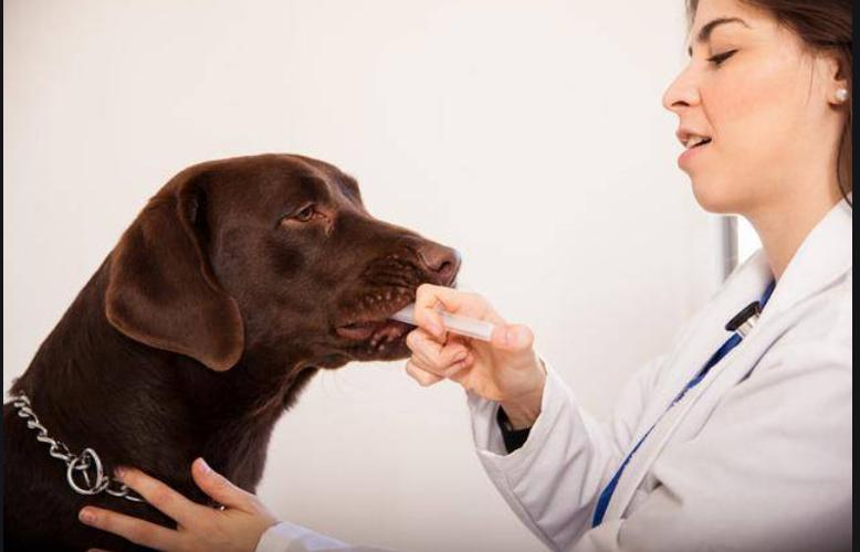 狗狗拉稀很臭买什么药,狗狗又吐又拉稀臭的不行怎么办