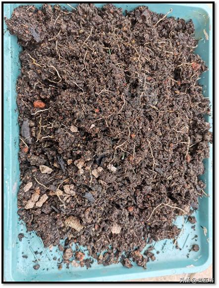 盆景的基础管理养护方法,盆景怎么养护才能更好