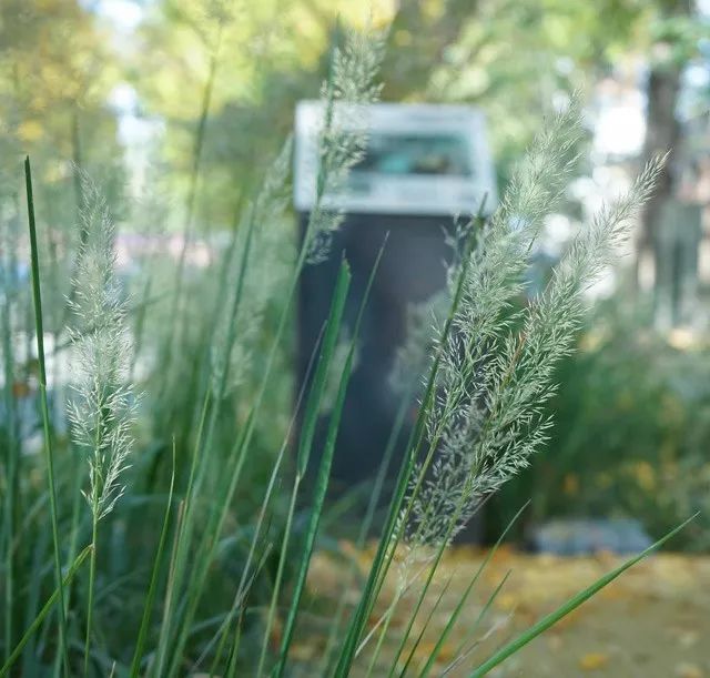 雨水花园植物区,雨水花园水生植物