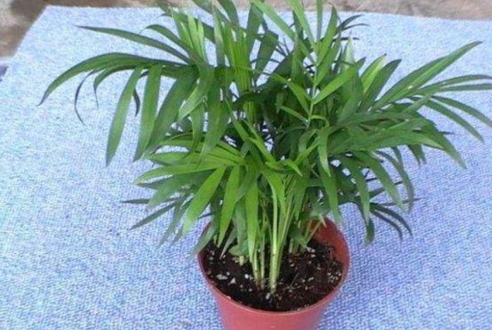 盆栽椰子叶子发黄怎么办,幸福椰子叶片发黄