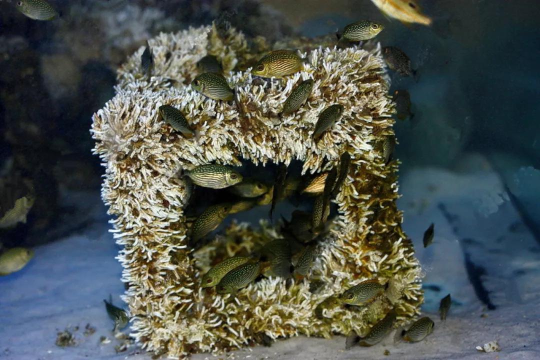蓝色经济史话,蓝色经济的成功案例