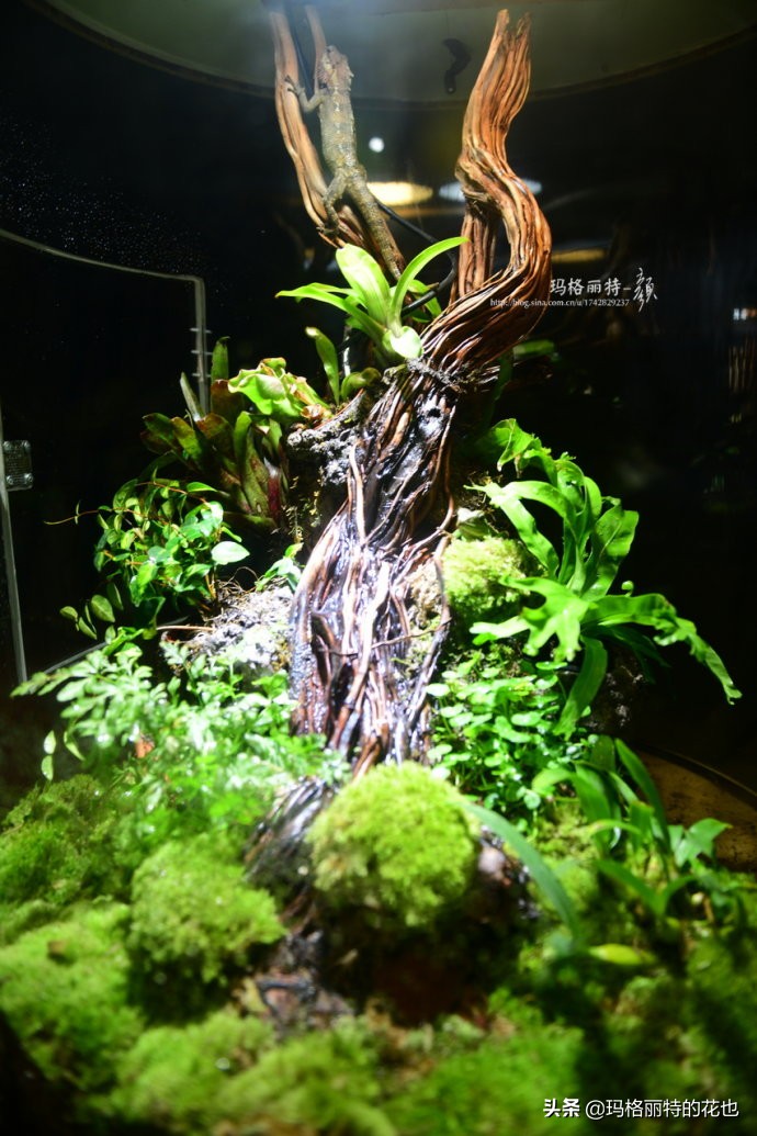 雨林缸可以养的蜥蜴,鱼缸改造封闭式雨林缸养蜥蜴