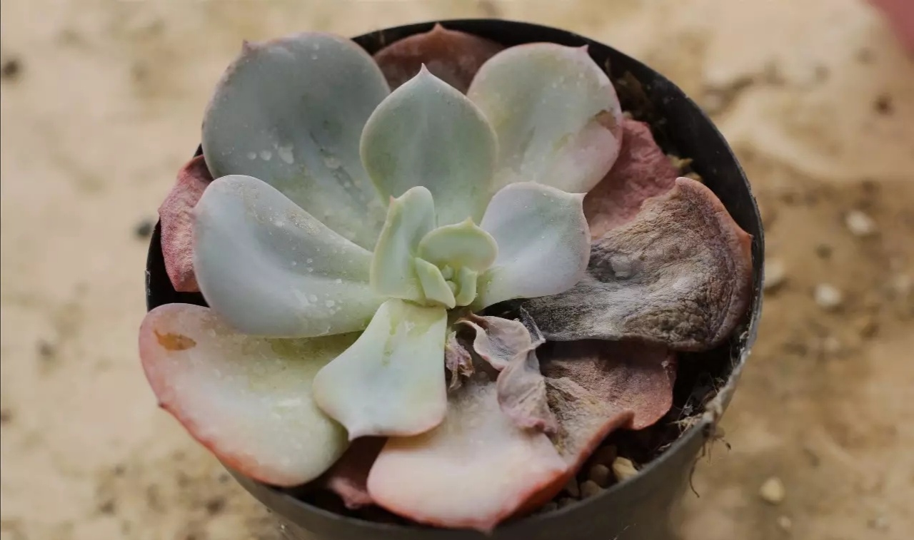 多肉得黑腐病无药可救？那是你不会处理，尽早手术还能延续生命