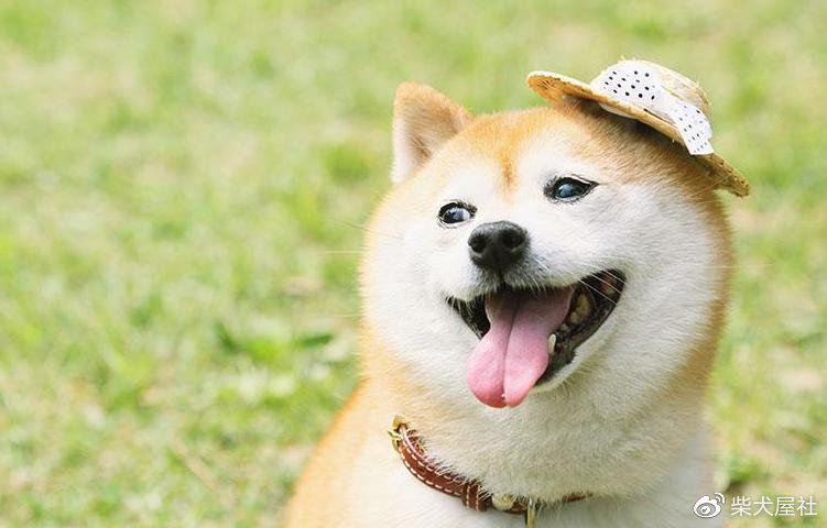 小柴为什么不立耳,小柴耳朵耷拉