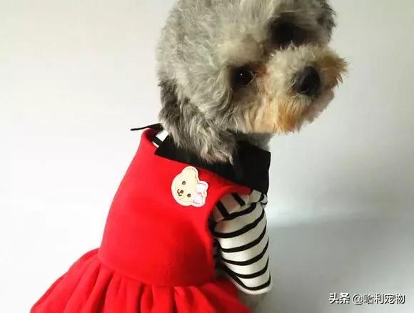 泰迪幼犬有泪痕怎么解决,泰迪幼犬泪痕严重怎么办图片