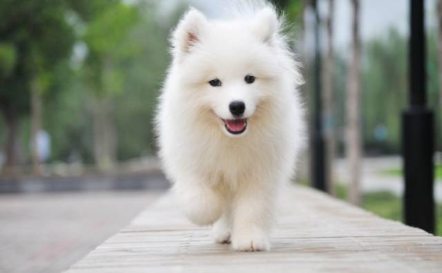 各种狗狗身价排名,各种狗的待遇对照表