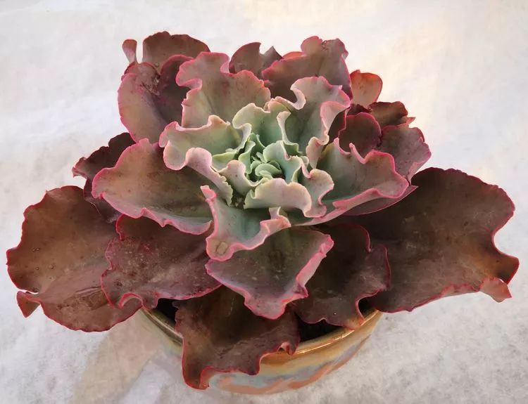一花一叶一世界多肉,一花一世界多肉之美