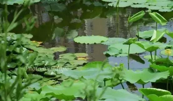 草缸造景沙子如何处理,草缸造景用什么铺底