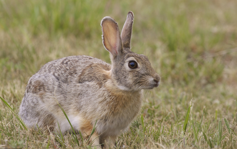 兔子养殖怎么选公兔,养兔技术母兔什么时候配