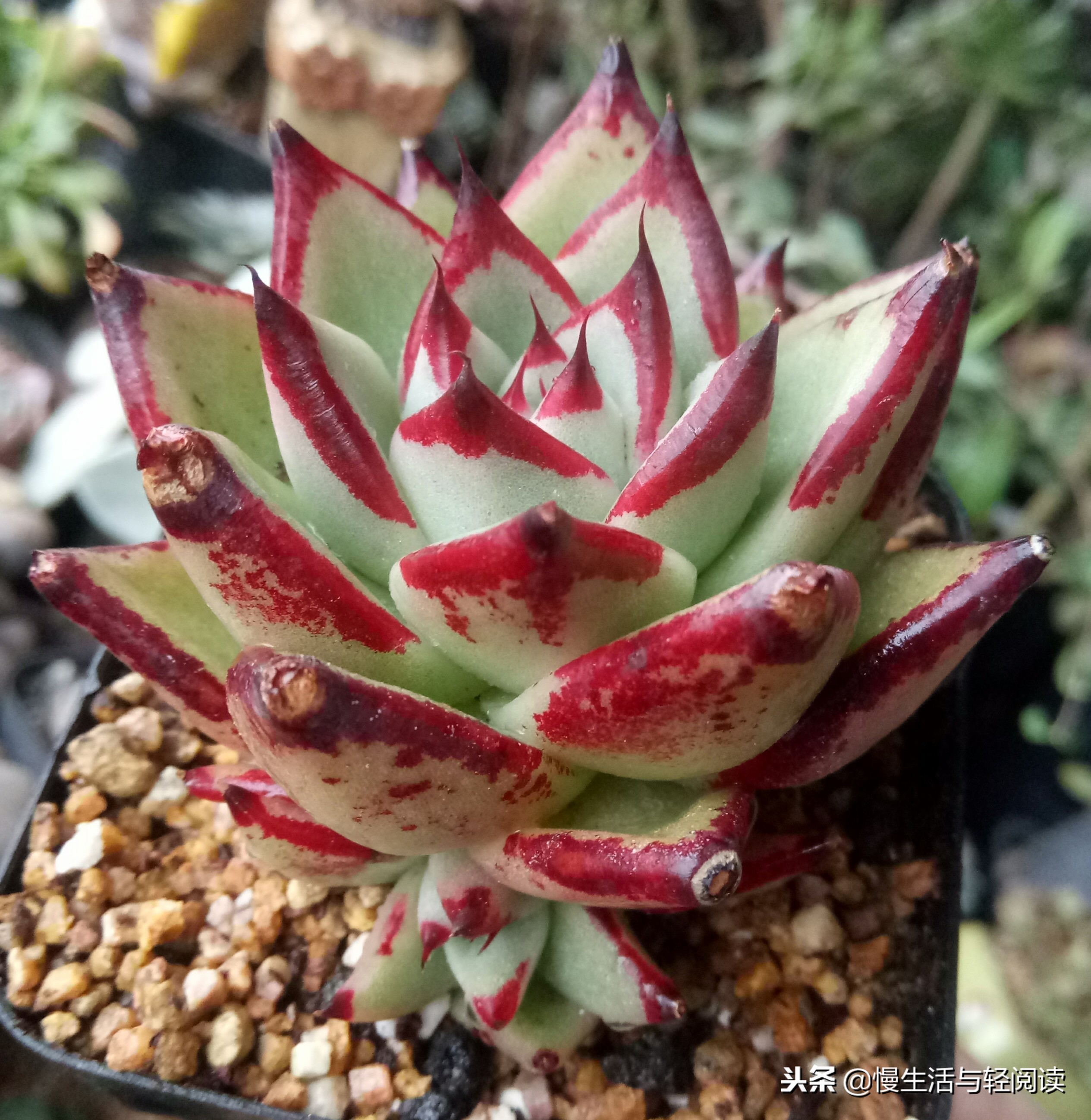 慢生活轻小说免费阅读,慢生活轻小说