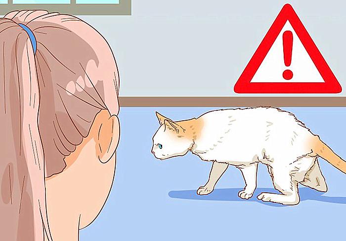 猫咪尿频尿血最便宜的解决方法,猫咪尿频尿急最快最便宜解决方法