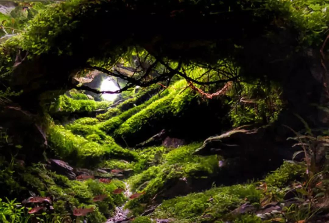 造景如何看起来有层次,十个最好看的造景