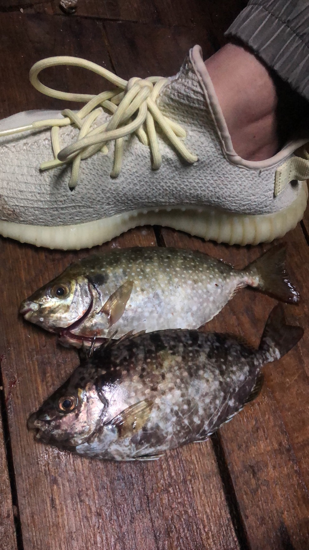 海钓关注有毒鱼种,海钓七种危险鱼类