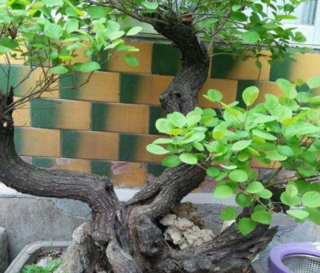 黄栌根腐病,黄栌枯萎病