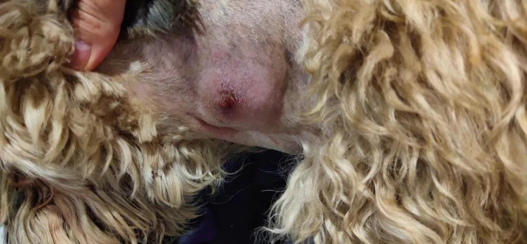 狗狗颈部有个包块是正常的吗,狗狗下巴有肿块用什么药治疗